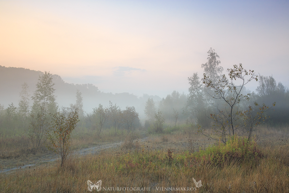 Morgennebel