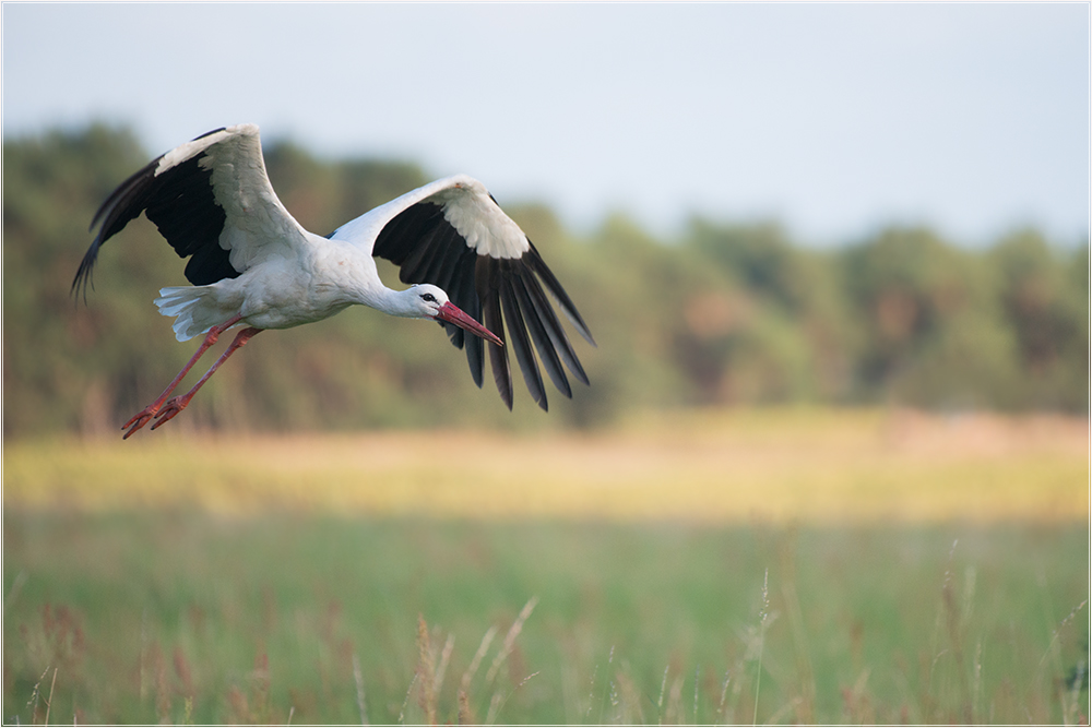 Weißstorch (Ciconia ciconia)