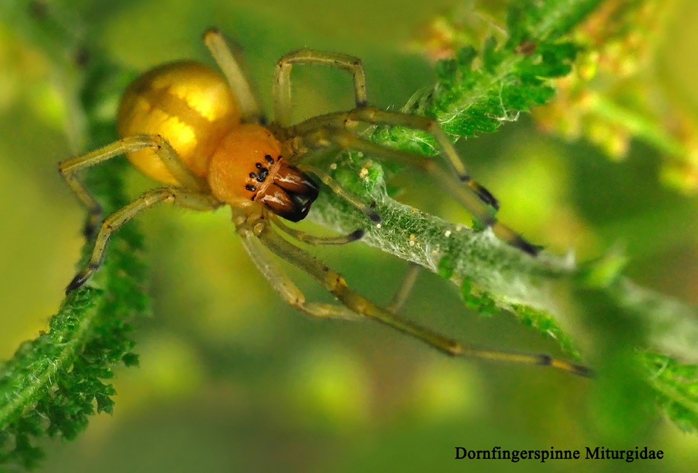 Dornfinger-Spinne --- Doku-Foto