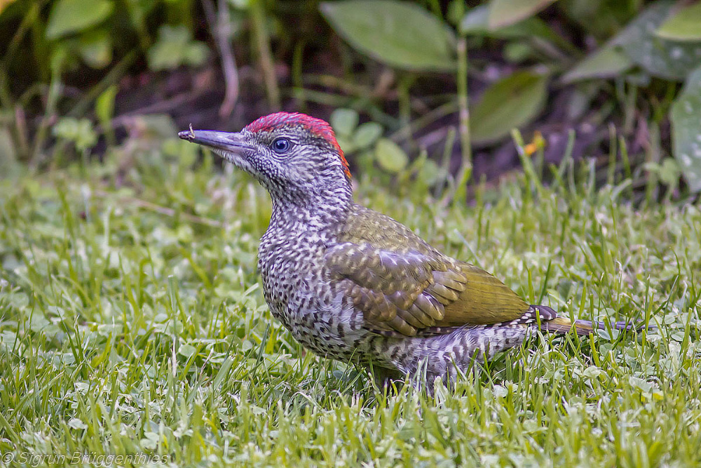 grünspecht im garten