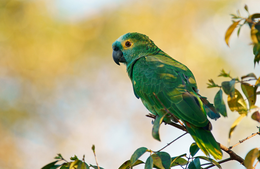 Blaustirnamazone (Amazona aestiva)