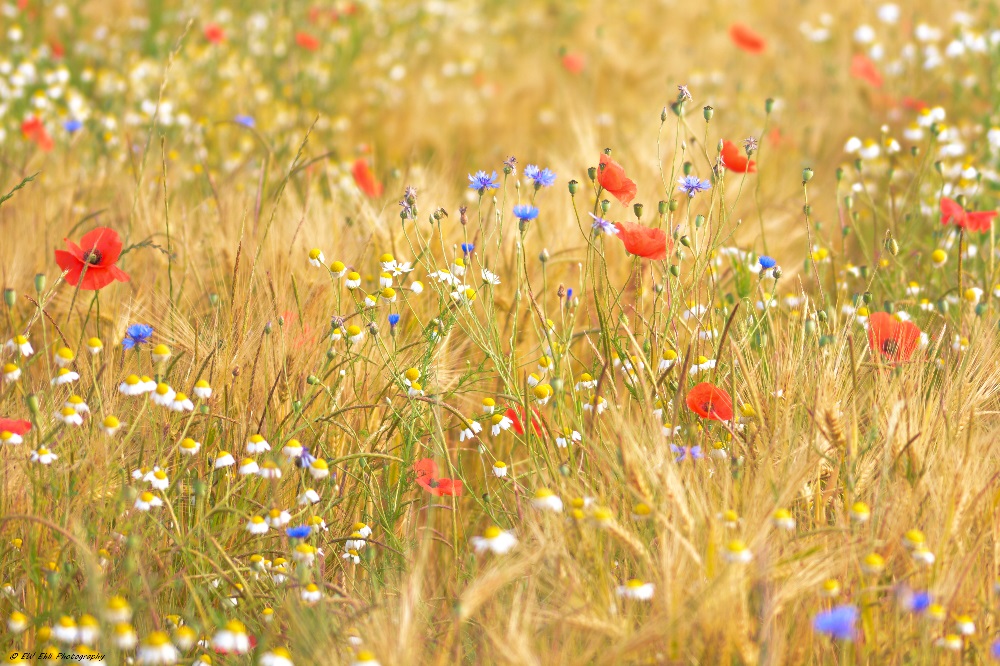 Bunte Welt