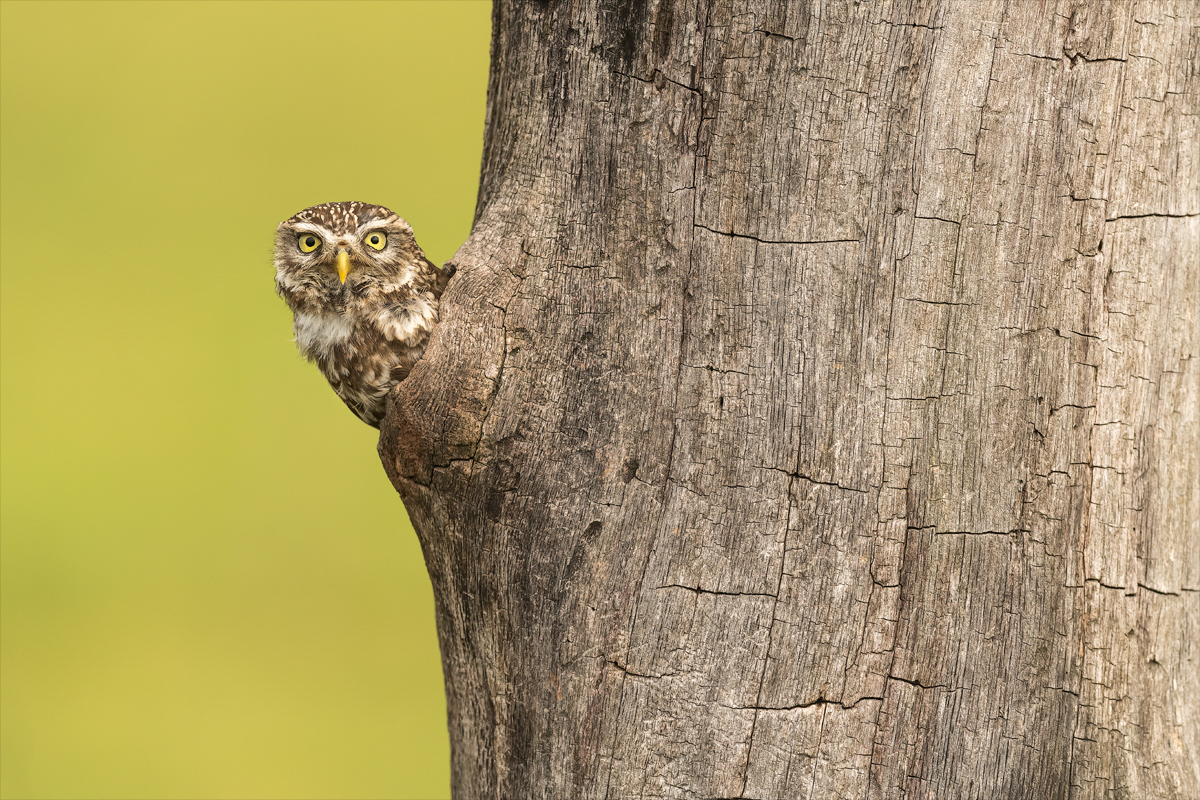 little owl