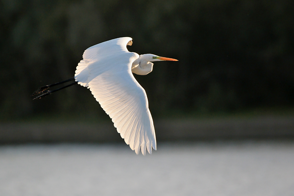 Silberreiher im Flug