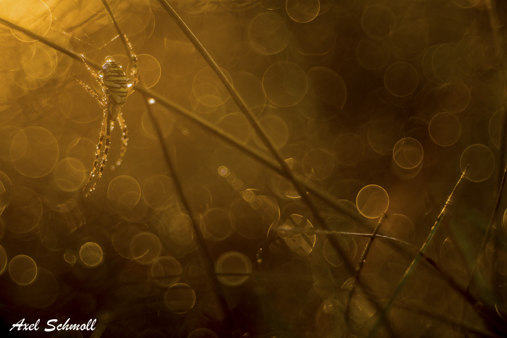 Herbstzeit ist Spinnenzeit und Glitzerzeit