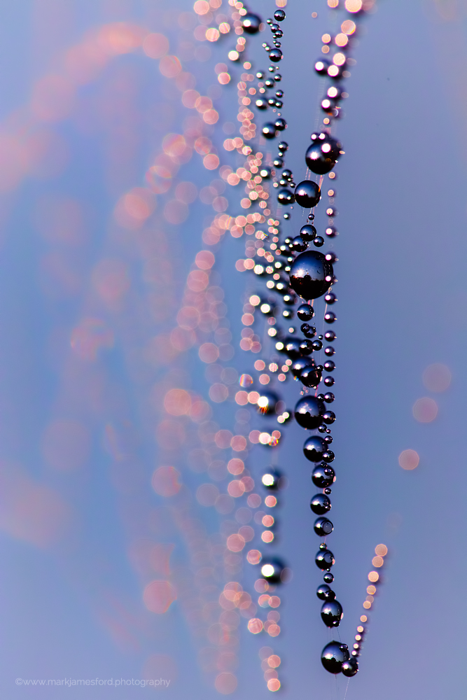 Black Pearls