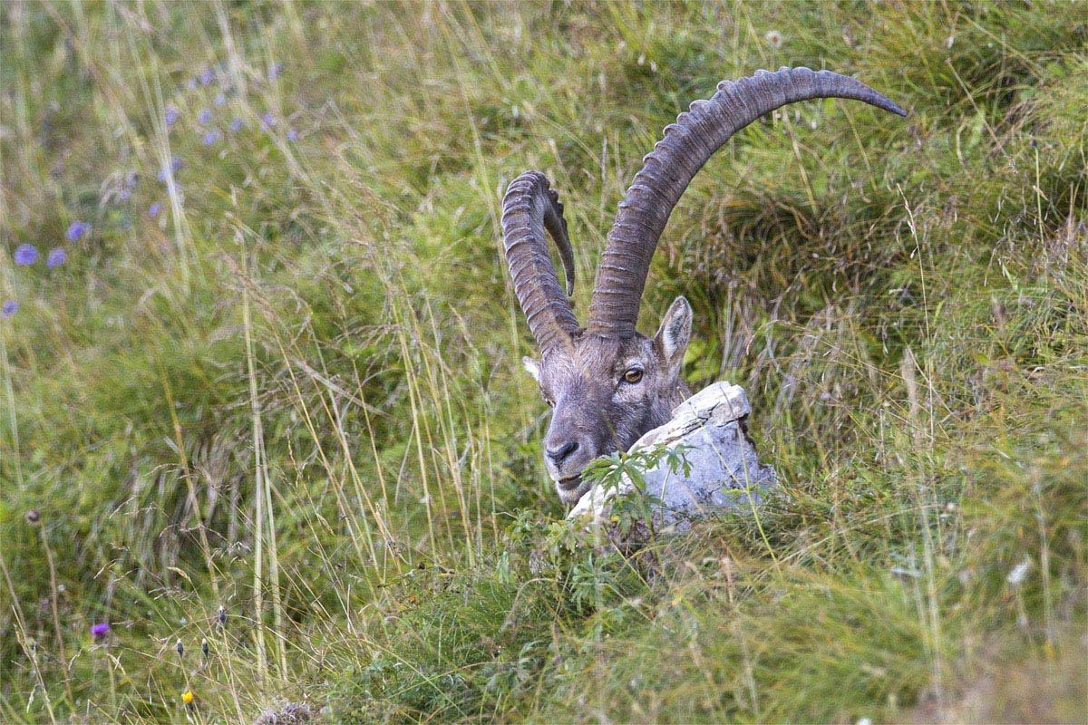 Alpensteinbock....