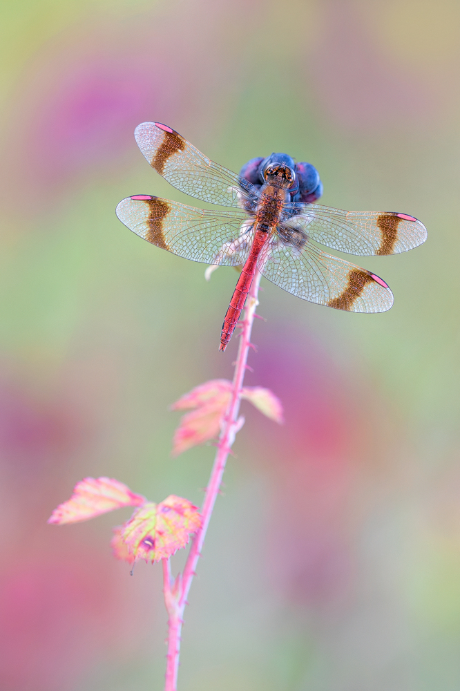 brombeerig