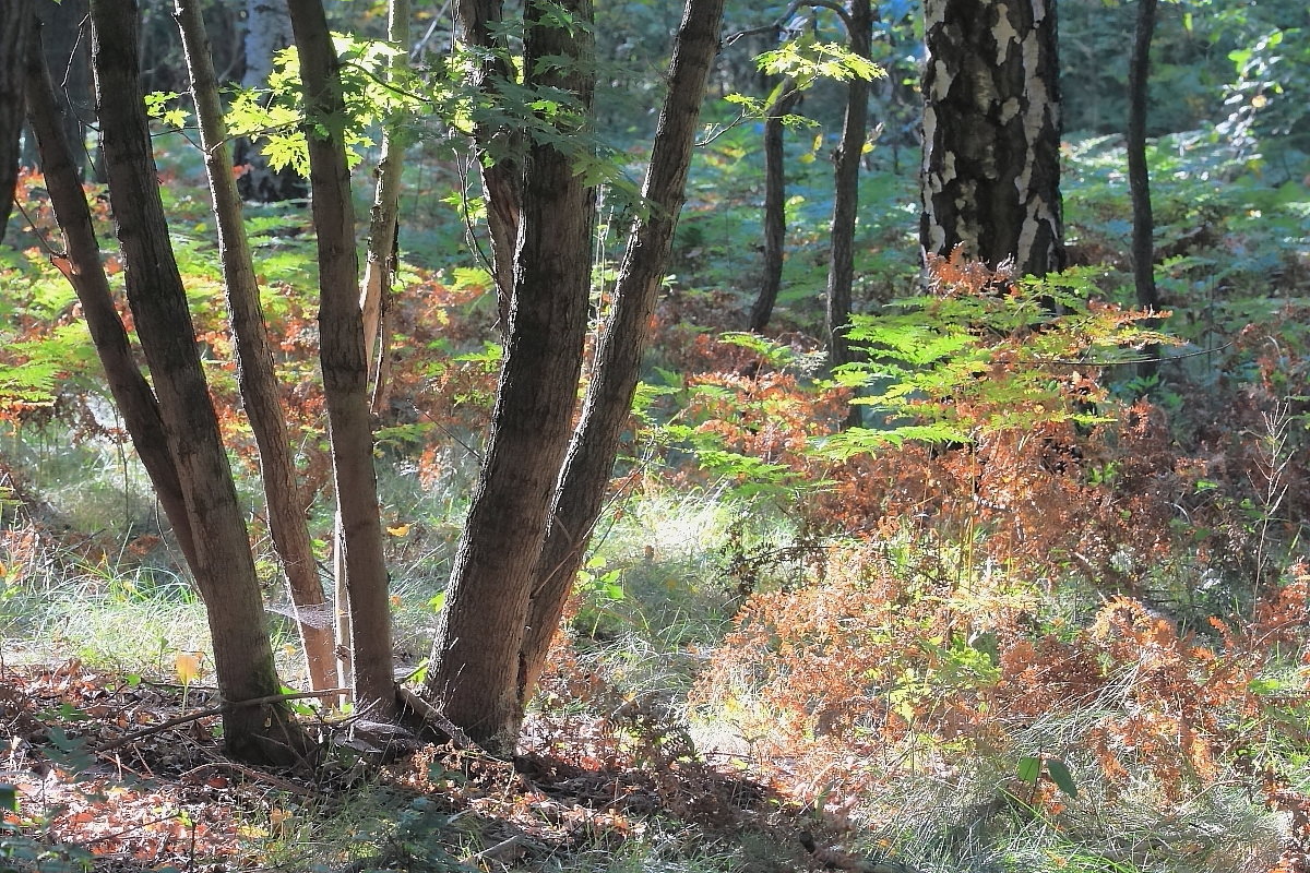 Herbstwald