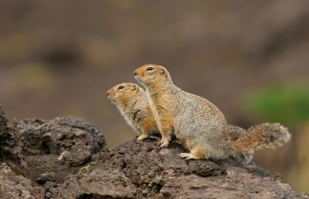 Ziesel (Citellus andulatus)