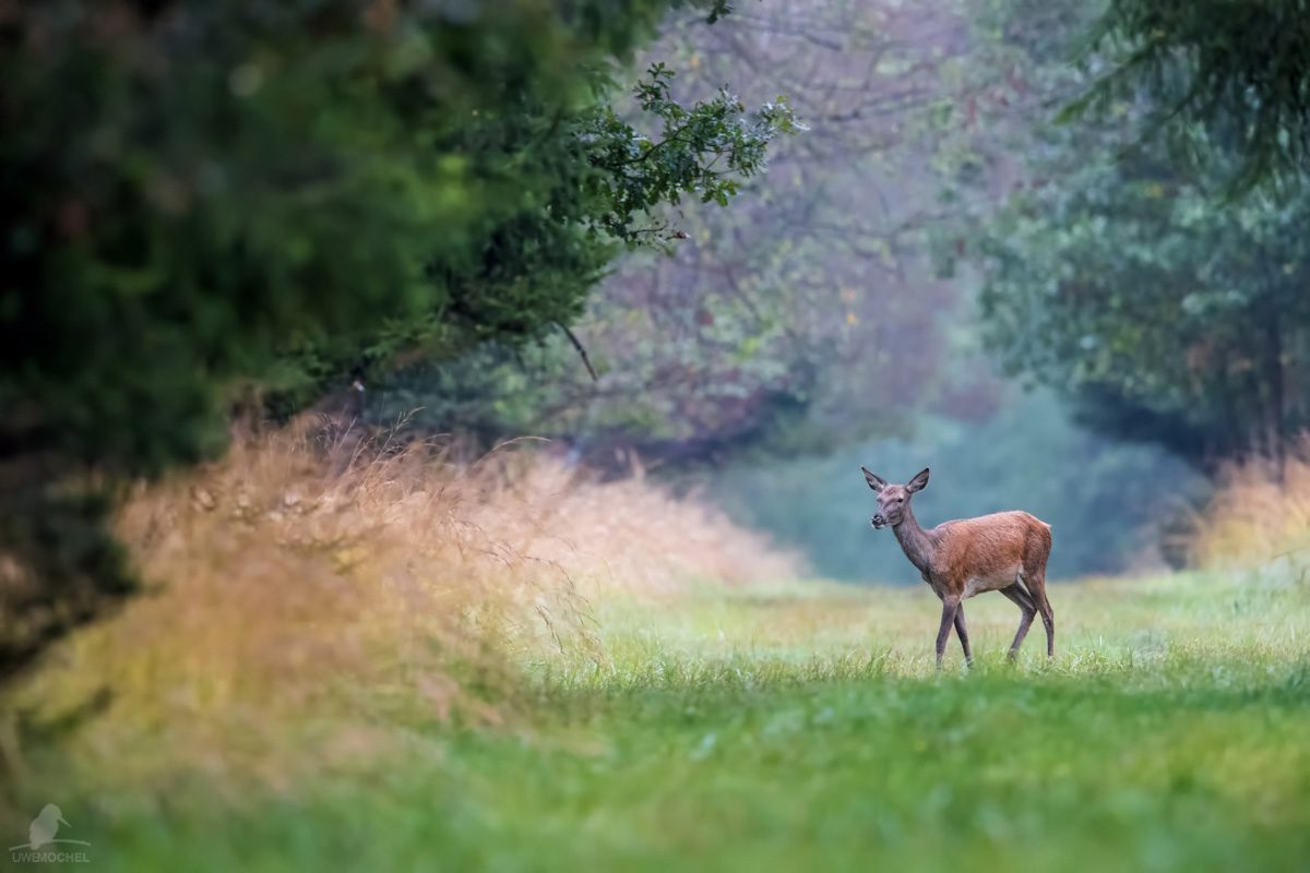 Rotwild (Cervus elephus L.) -Kahlwild