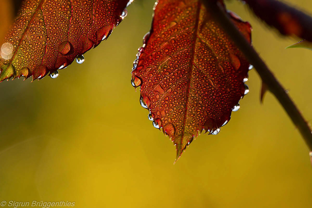 Noch einmal Herbstfarben...