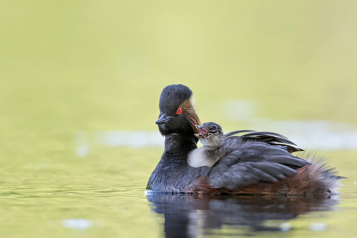 Schwarzhalstaucher mit Jungvogel