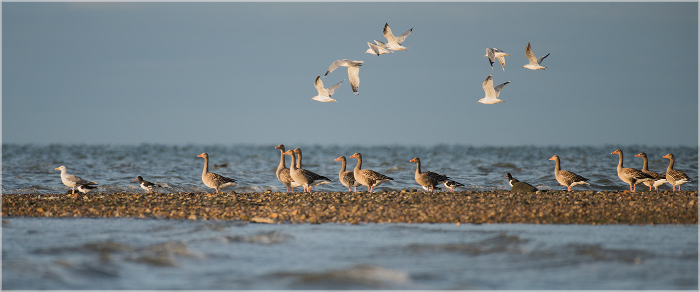 Abends an der Nordseeküste