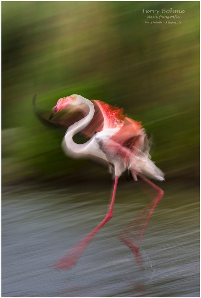 Flamingotanz statt Flamencotanz