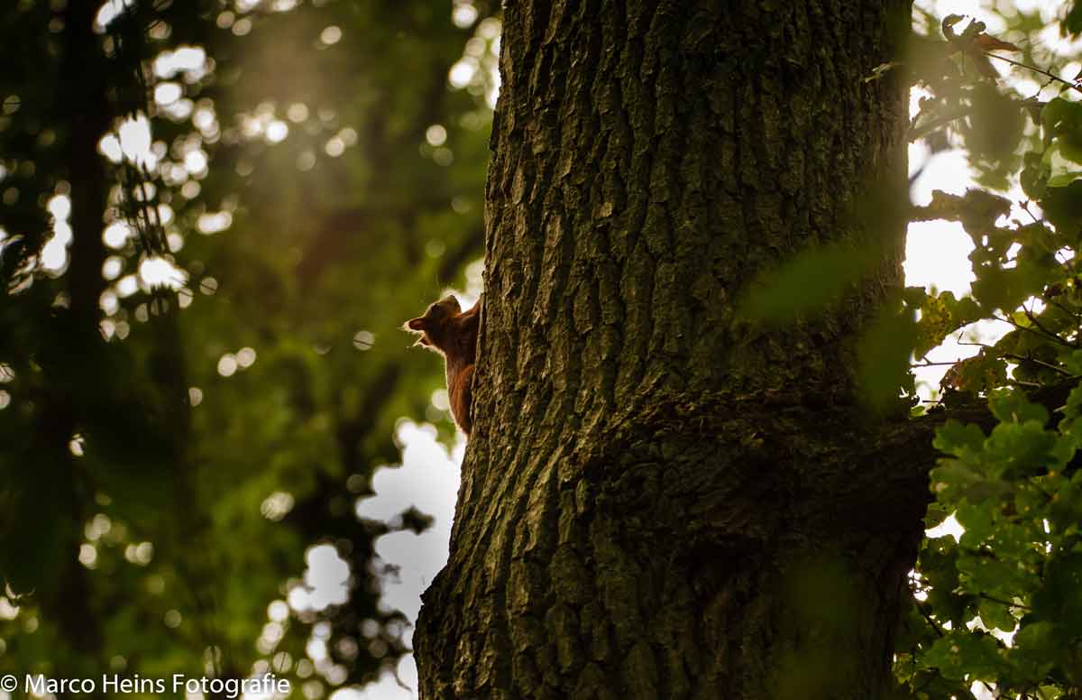 Eichhörnchen an einem Baum