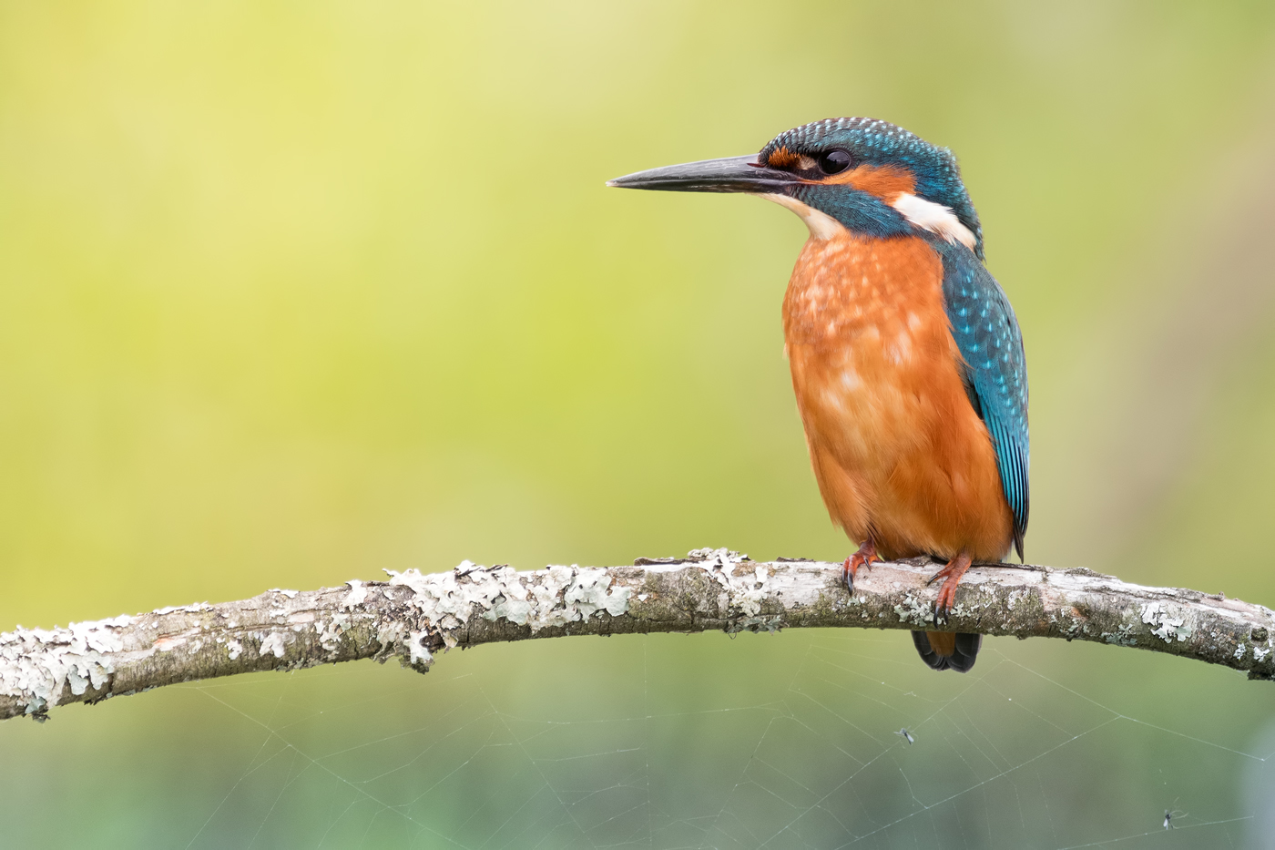 direkt über dem Weiher