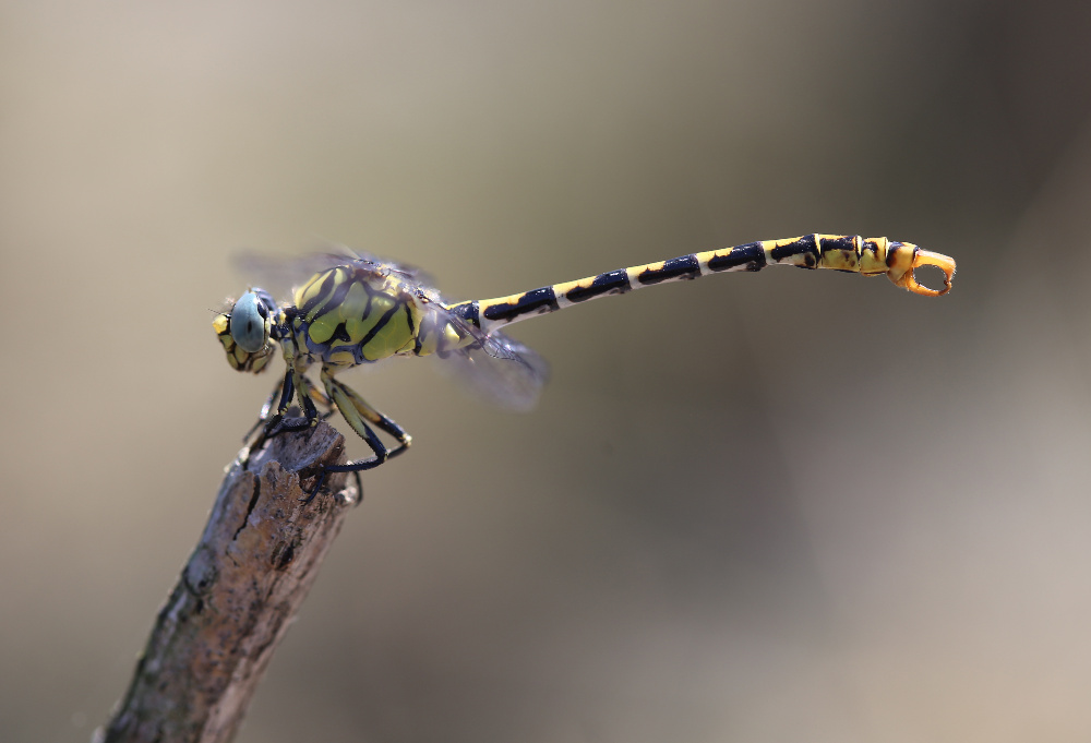 Onychogomphus forcipatus