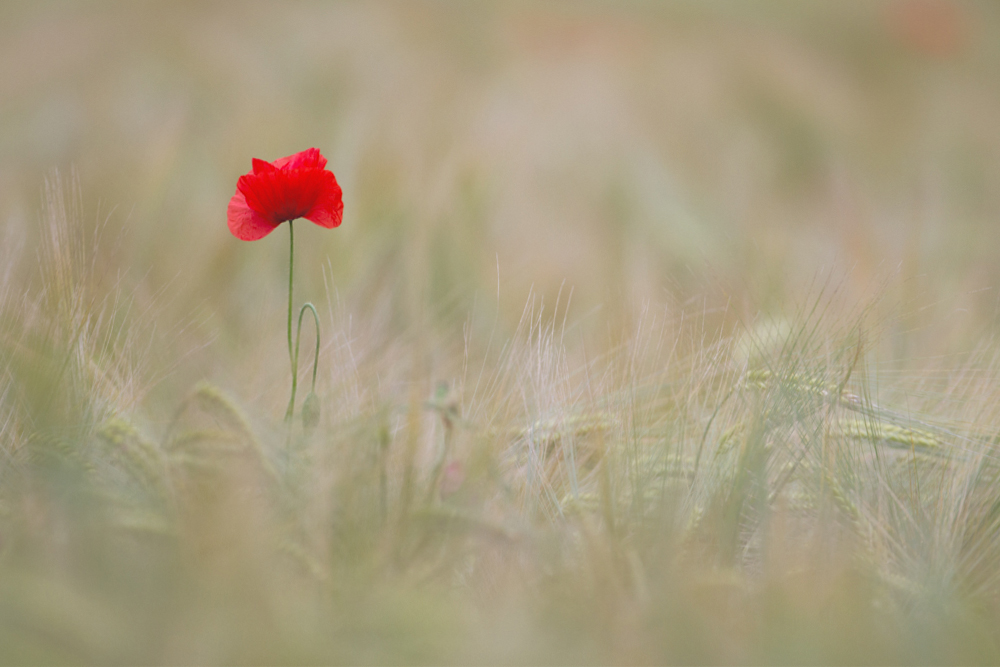 "Lady In Red"