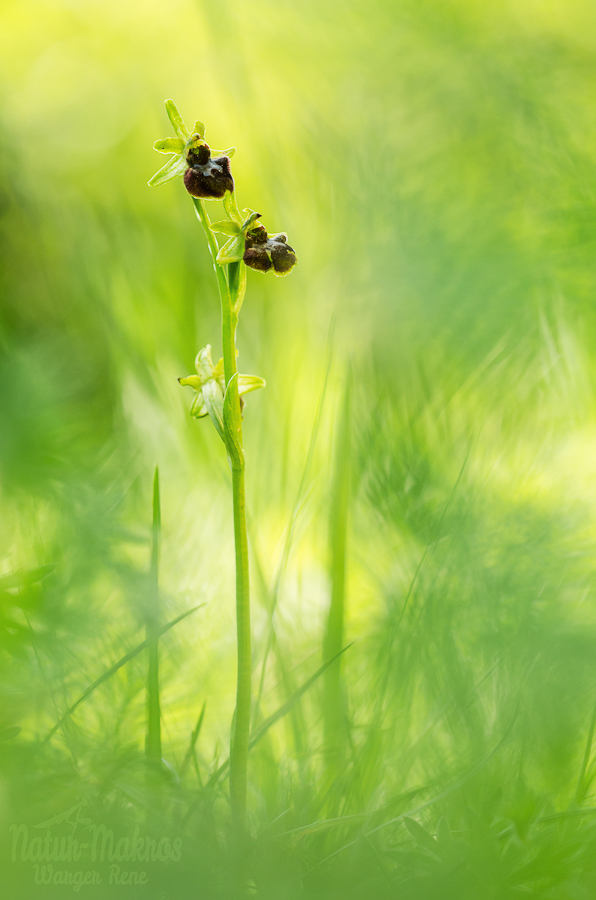 Ophrys sphegodes