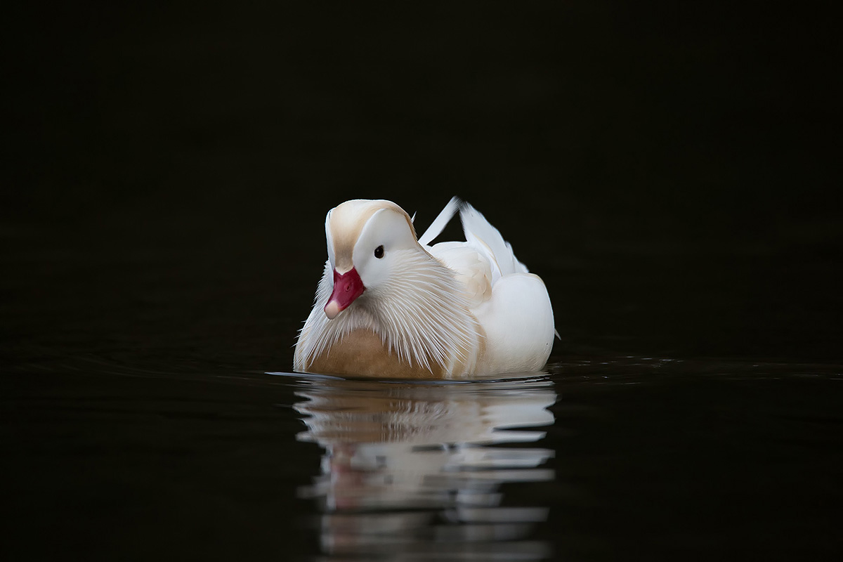 Mandarin