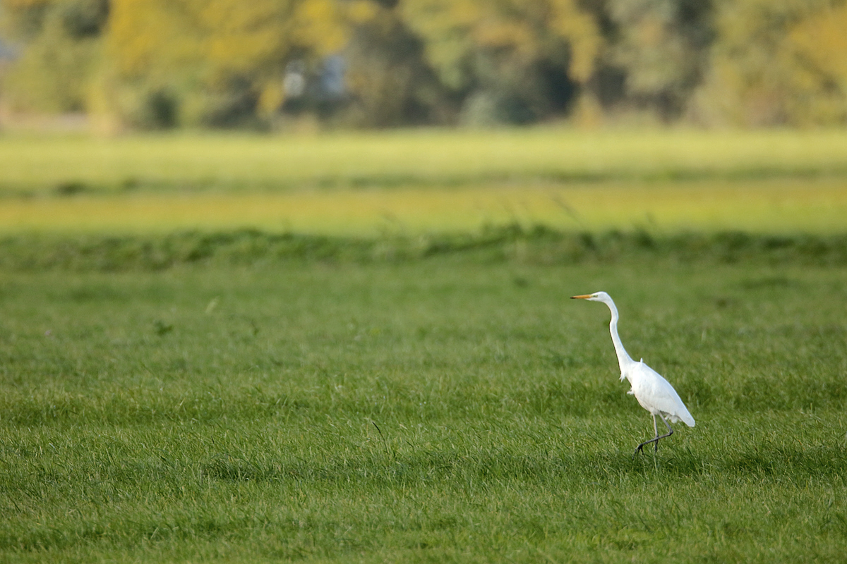 "Stoppelfreies"   frühherbstliches Lewitzbild ...