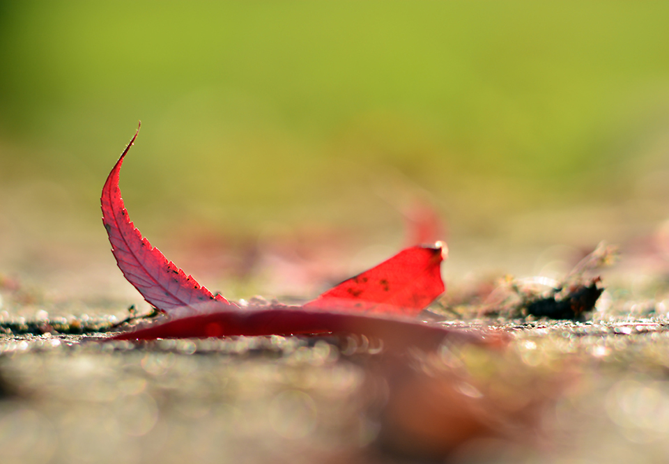 rotes Blatt.