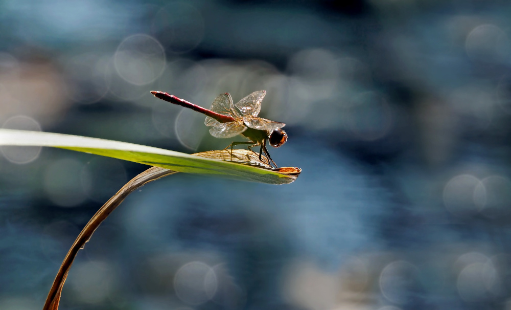 Blutrote Heidelibelle