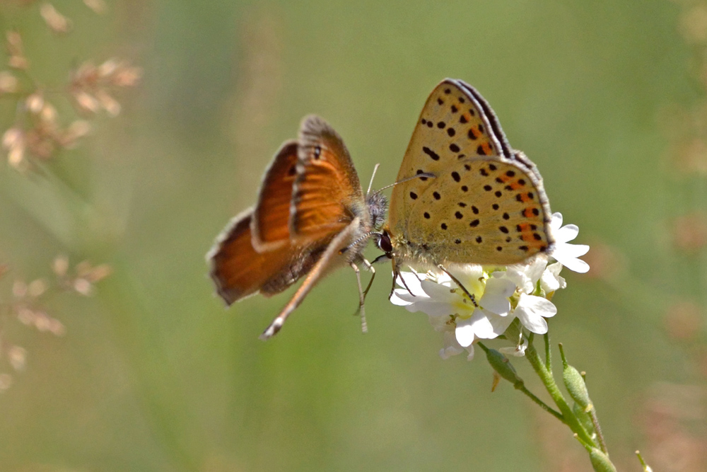 Kampf um die letzten Blüten -  Dokufoto