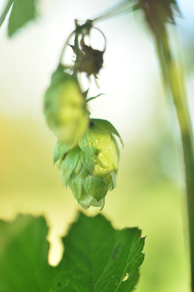 Hopfen