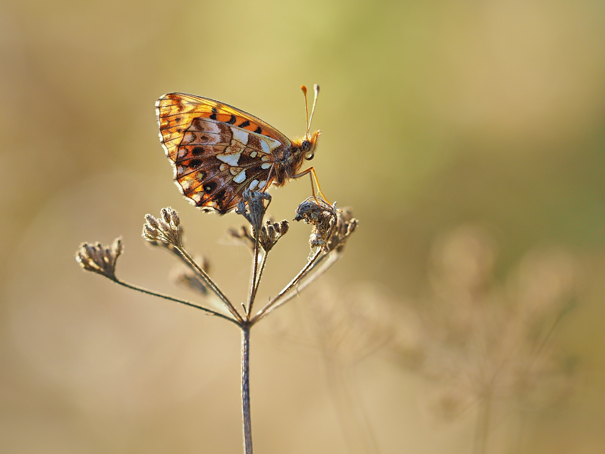 Boloria dia