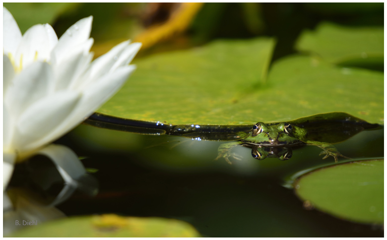 neulich im Gartenteich