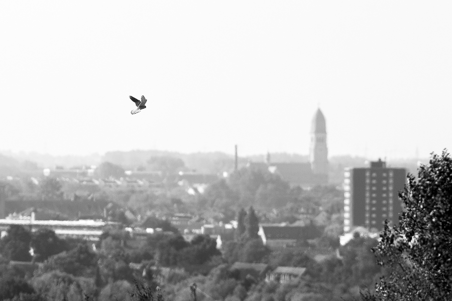 Urban