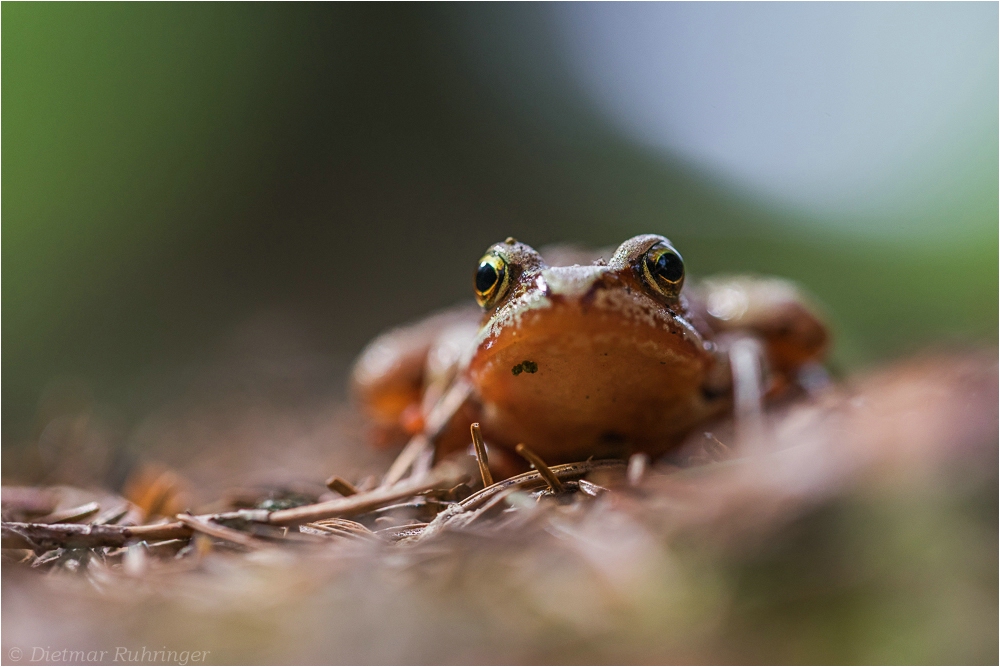 Waldfrosch