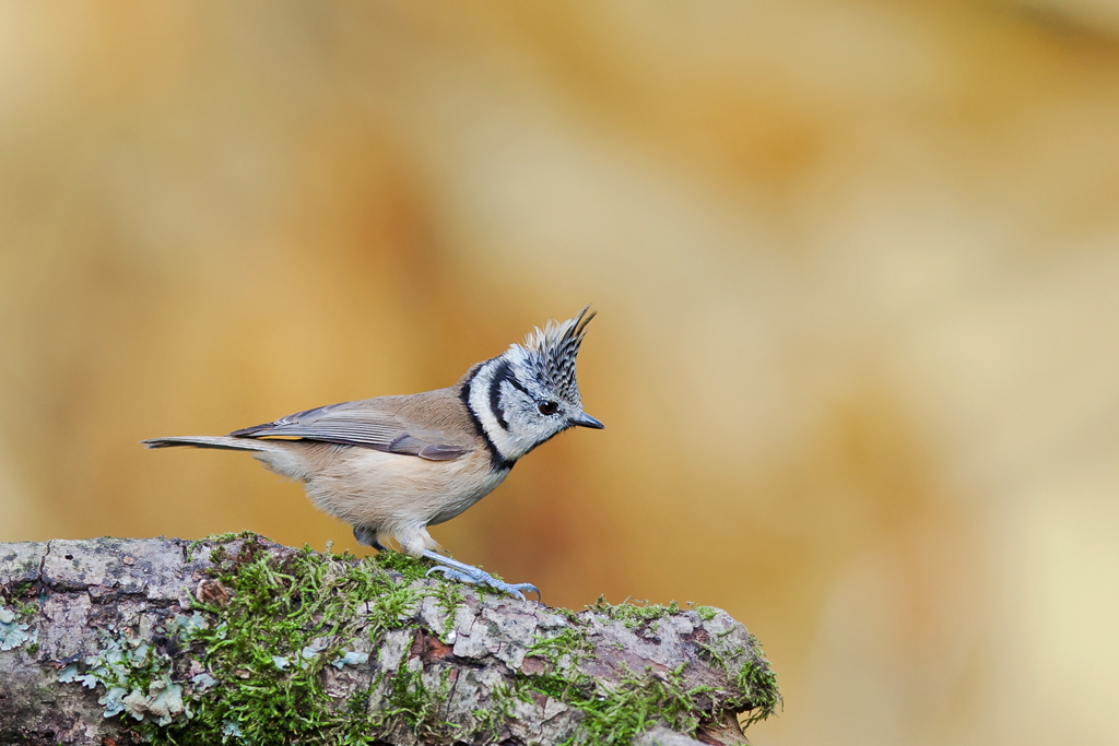 Lophophanes cristatus