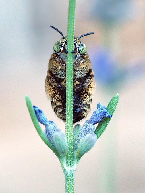 Amegilla garrula frontal