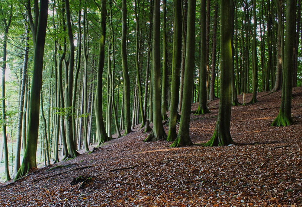 Stubnitz in knallgrünen Beinkleidern
