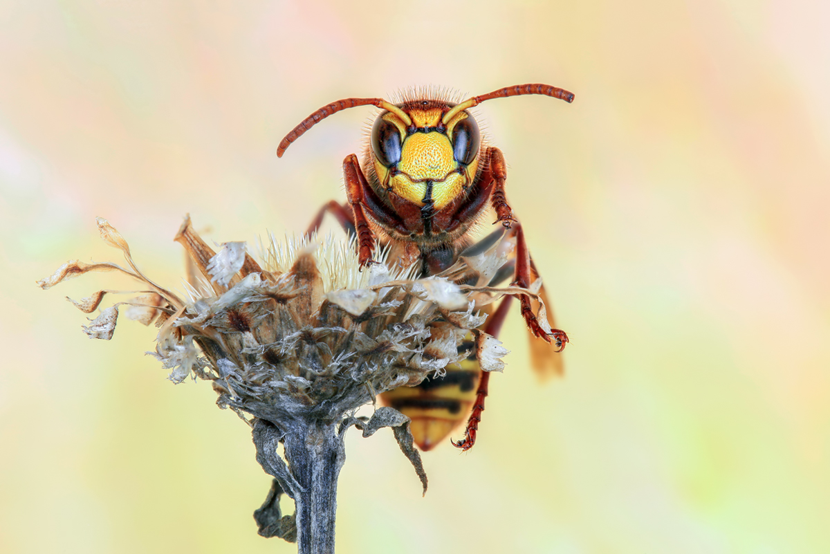 Vespa crabro