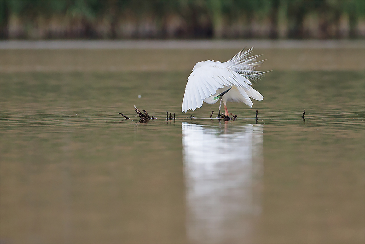 „Ardea alba modesta?“