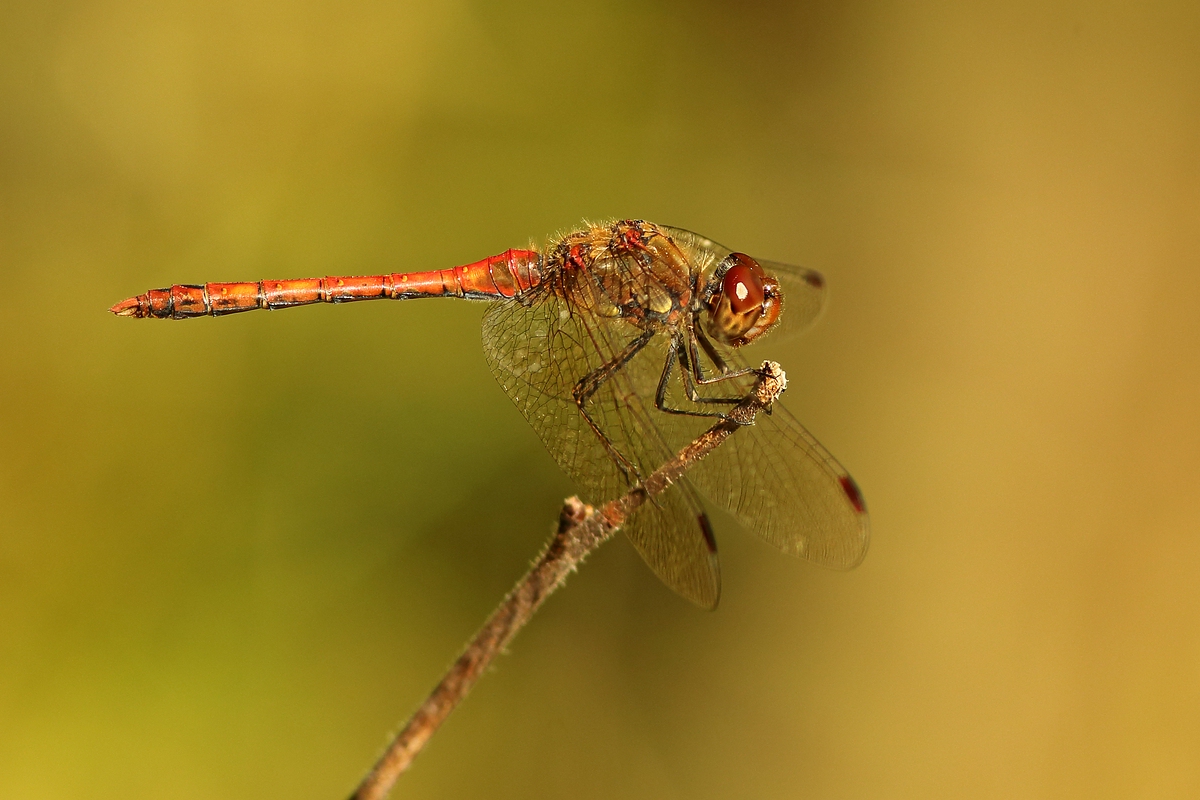 "Herbstlibelle"