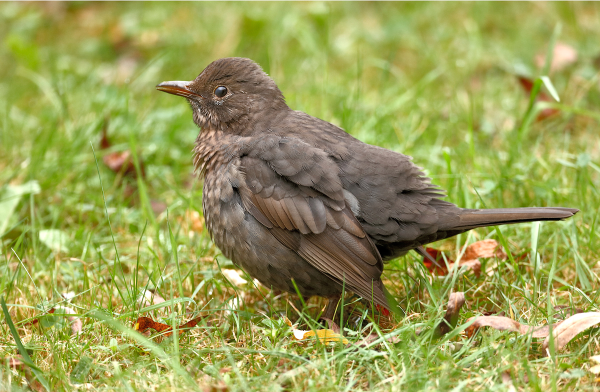 Charly Amsel....