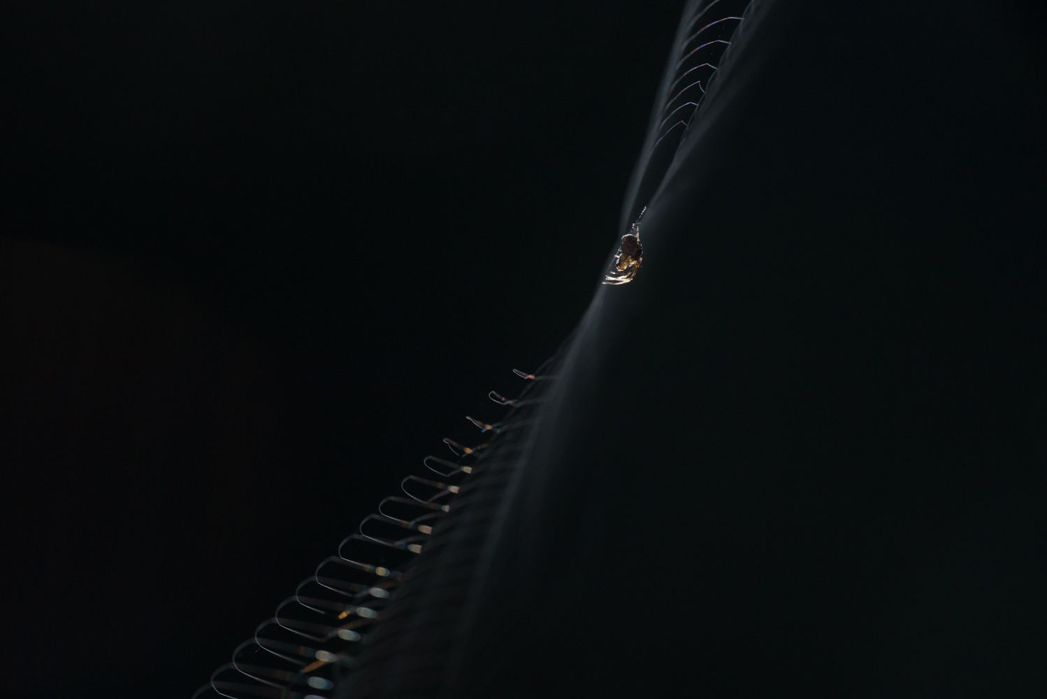 Radnetzspinne