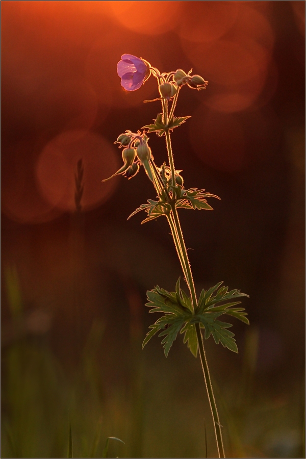 Sommer-Storchschnabel