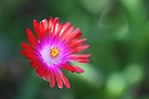 Jewel of the Desert-   Mittagsblume