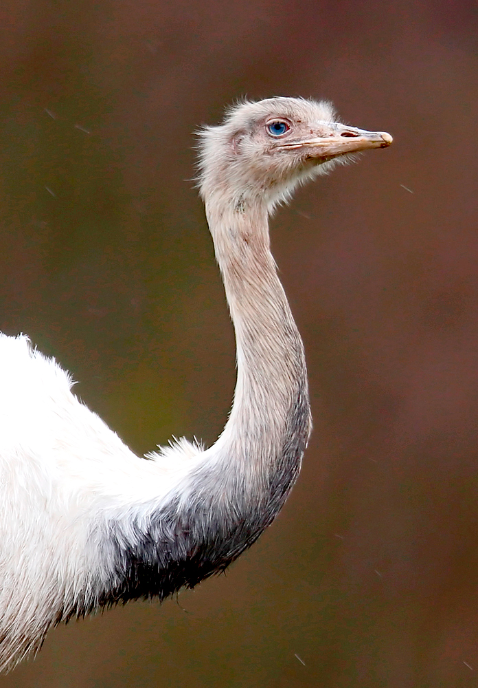 Wer kann mit  diesen Augen konkurrieren ...