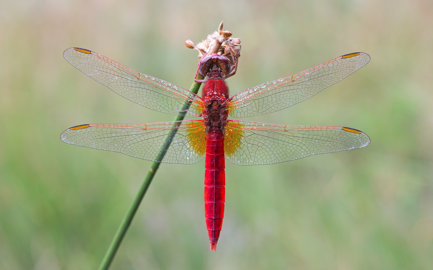 Crocothemis erythraea – Feuerlibelle - Männchen