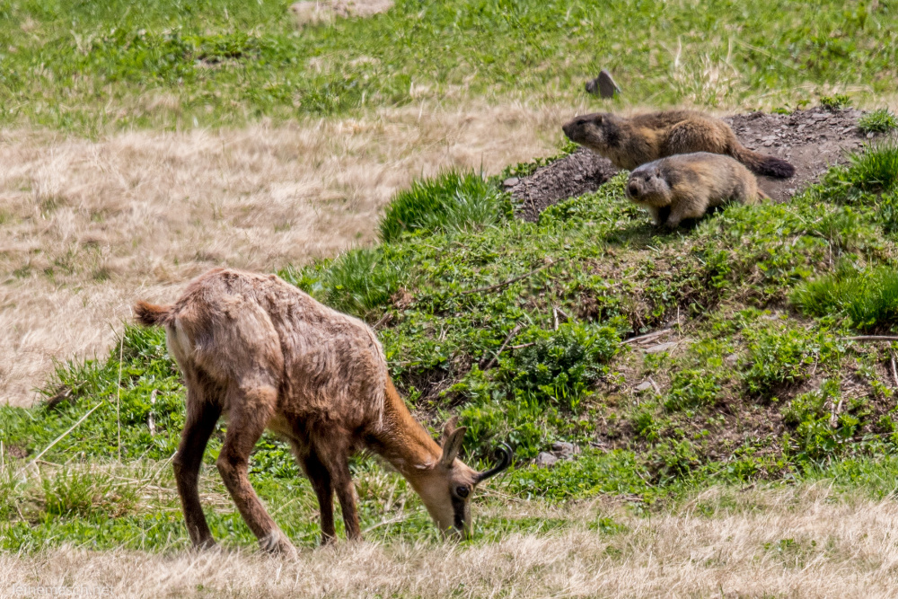 Gemsen und Murmeltierte