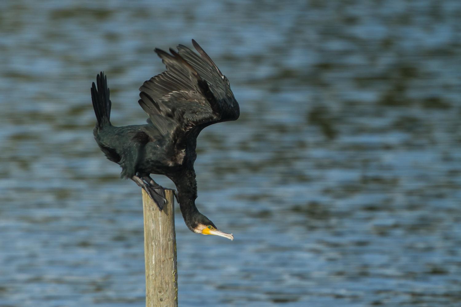 Kormoran