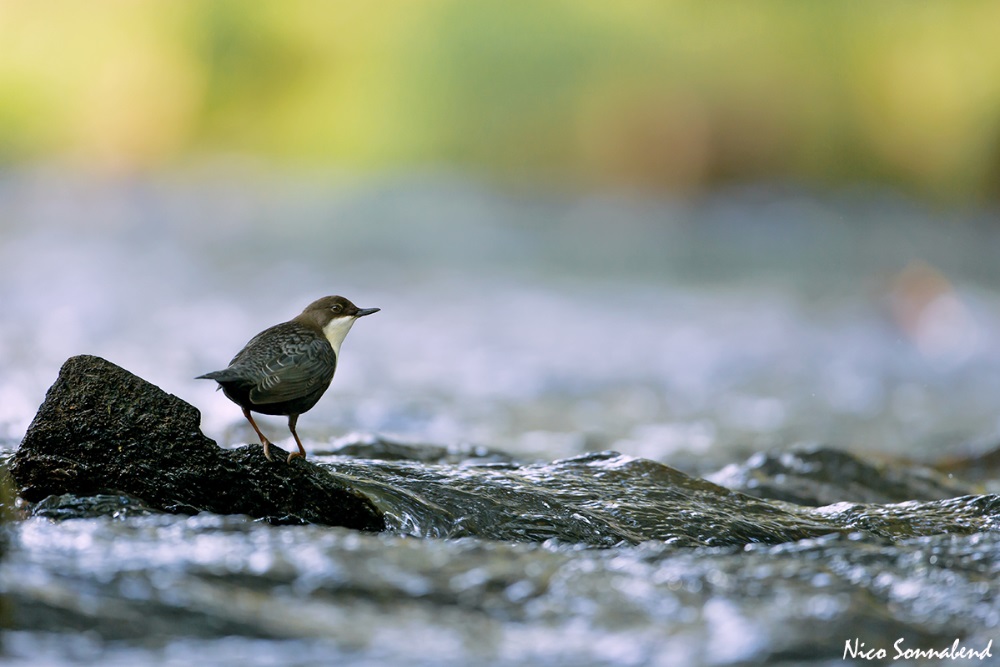 mal wieder bei den wasseramseln