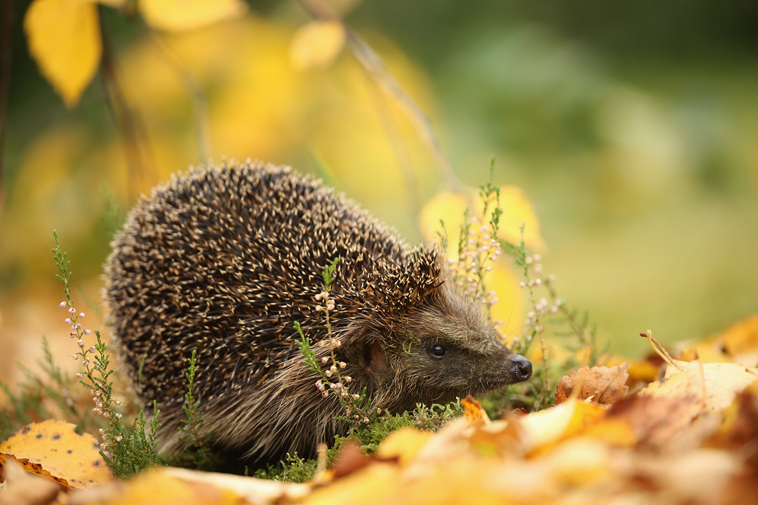 Der " Goldene Oktober " ist da.